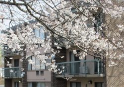 Exterior of an apartment building next to a tree with white flowers