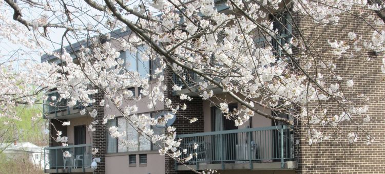 Exterior of an apartment building next to a tree with white flowers